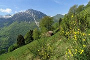 47  Fiori gialli di Sferra cavallo (Hippocrepis) con vista in Corna Grande 